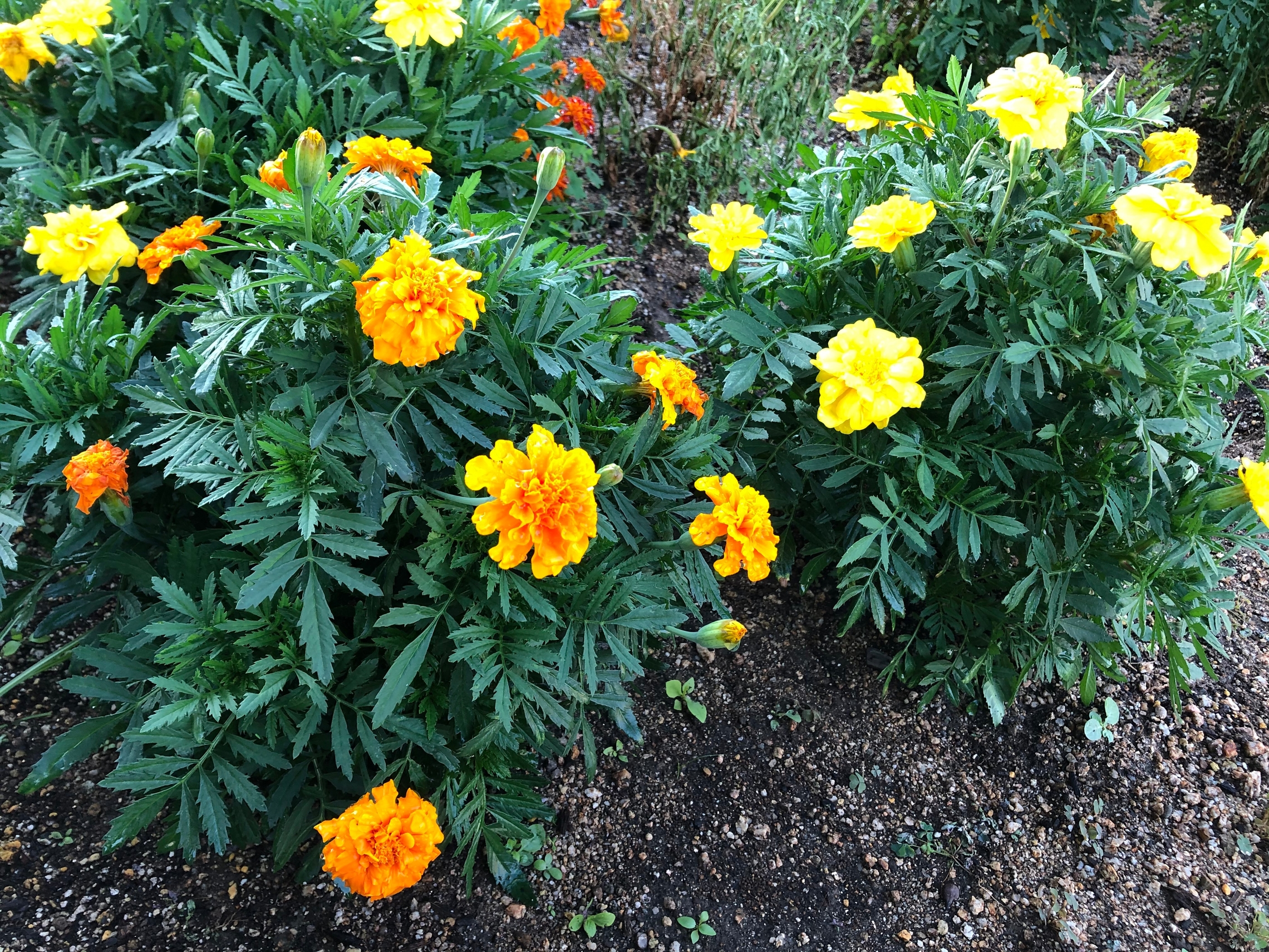 年夏の花壇