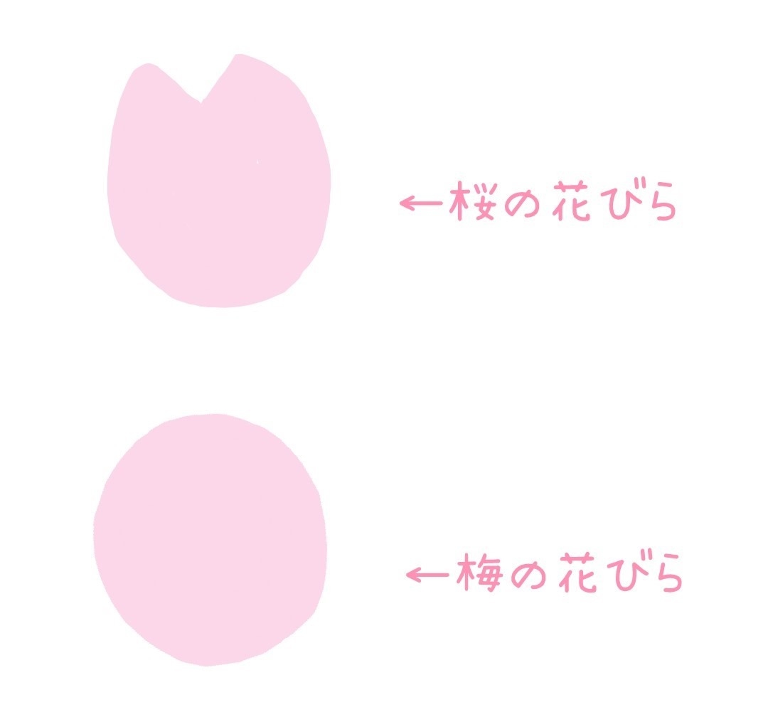 春 梅の花発見