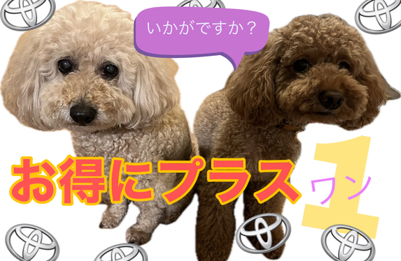 いぬ